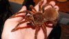 goliath-tarantula.jpg