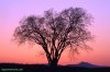 DamTreeCamelsHumpSunSet5658-751682.jpg