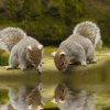 ECFsquirrelcontest.jpg ECFsquirrelcontest.jpg