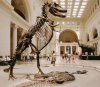 Field Museum_3.jpg