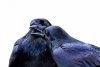 374_1r2raven_10_7x7.jpg
