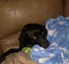 java-snuggle.jpg