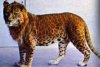 Leopon.jpg