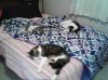 mattress cats.jpg