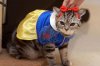halloween-inspiration-cats-costume--large-msg-131898704193.jpg