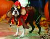 animals-celebrate-halloween (3).jpg