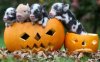 cute-happy-halloween-animals-3.jpg