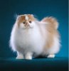 beautiful cat.jpg