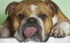 bull dog.jpg