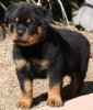 rotty.jpg