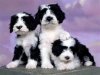 black and white puppy.jpg
