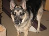 animals 003.jpg