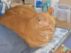 animals 005.jpg