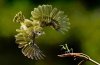 humming and mantis.jpg