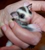Pip 3 Wks (3).jpg