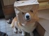 dog1.jpg