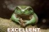 frog.jpg