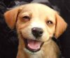 happy dig.jpg happy dig.jpg