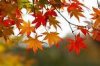 fall.jpg