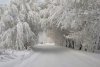 Snow-covered-Trees-01-800x537.jpg