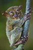 mogwai.jpg