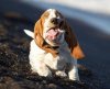 funny-animals-making-funny-faces-003.jpg