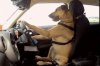 o-ANIMALS-ACTING-HUMAN-facebook.jpg o-ANIMALS-ACTING-HUMAN-facebook.jpg
