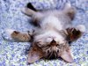 cute cat.jpg