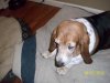 pooky and pups 002.jpg