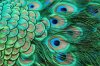 Peacock 5.jpg