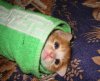 kittyburrito.jpg