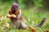 squirrel.jpg