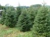 christmastreefarm.jpg