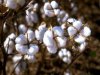 cotton bows.jpg