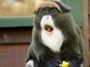 FunnyMonkey.jpg