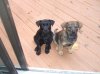 maxalipuppies.jpg