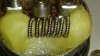 ni200 clapton.jpg