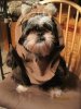 ewokpuppy.jpg