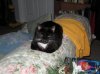 tuxie-001.jpg