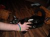attack_kitteh.jpg