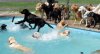 dog-pool-party-lucky-puppy-27.jpg