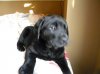 puppy 005.jpg