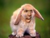 cagebunny.jpg