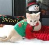 Kitten-In-Green-Christmas-Sweater.jpg