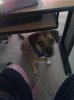 ollie.jpg