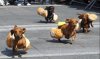 weiner-races.jpg