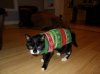 Cat-Hates-Christmas-Sweater-800x600.jpg