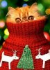 Cat-In-Christmas-Sweater-Turtleneck.jpg