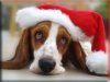 basset.jpg
