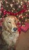 Samson 14 months 12-20-14.jpg
